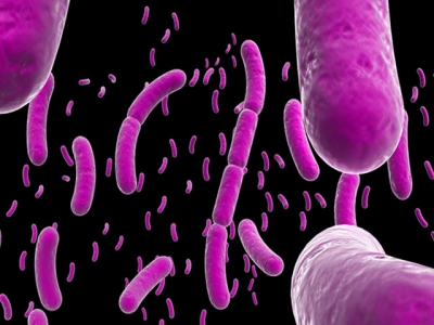 Vi khuẩn Streptomyces được coi là một Probiotics tiềm năng trong nuôi trồng thủy sản